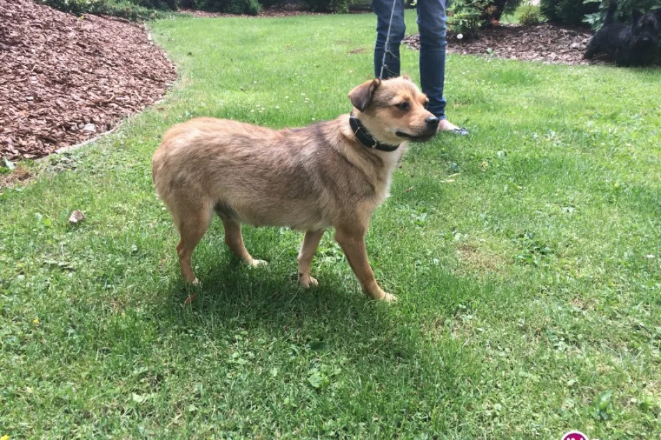 Bezdomny piesek szuka właściciela - zdjęcie 2