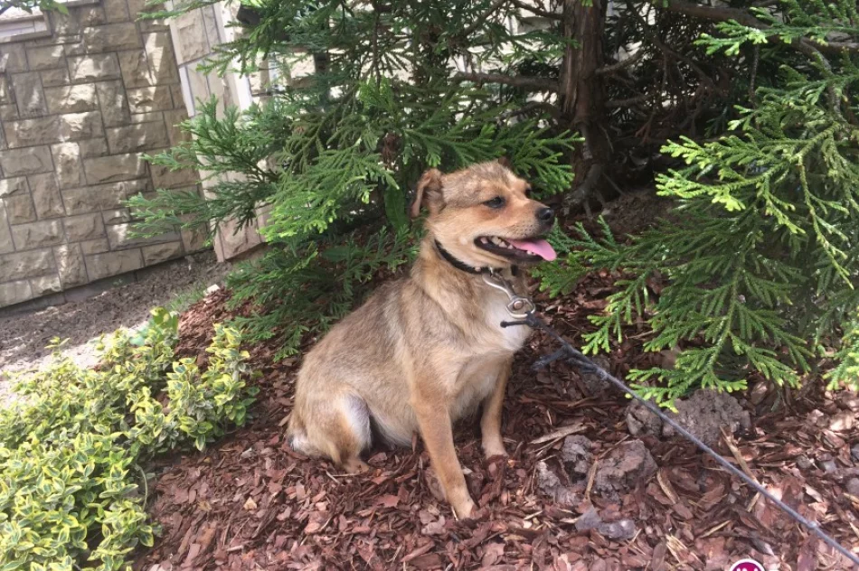 Bezdomny piesek szuka właściciela - zdjęcie 3