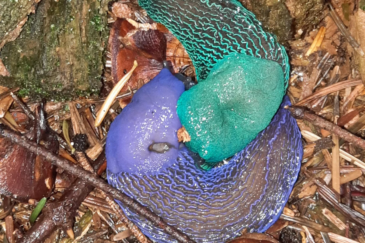 W lasach można spotkać ślimaki o wyjątkowych barwach