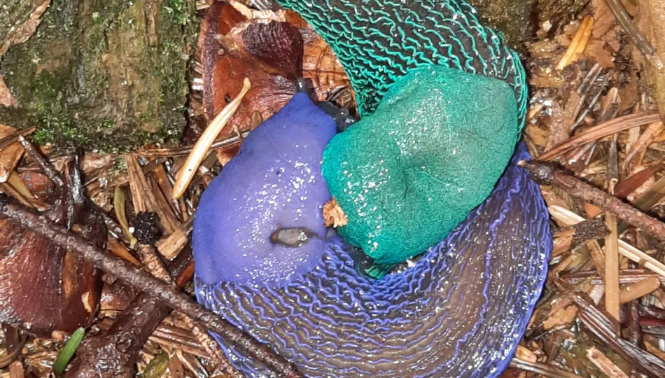 W lasach można spotkać ślimaki o wyjątkowych barwach - zdjęcie 1