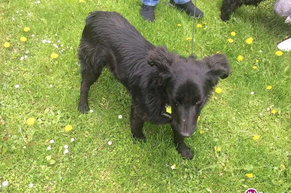 Szukamy właściciela psa - zdjęcie 2