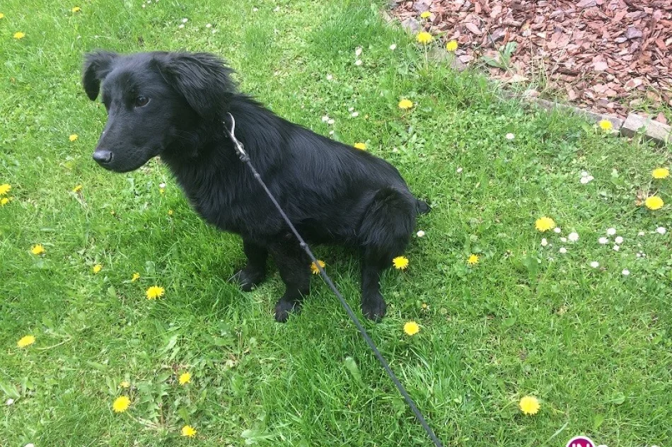 Szukamy właściciela psa - zdjęcie 3