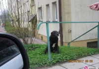Pilne! Szukamy właściciela psa - zdjęcie główne