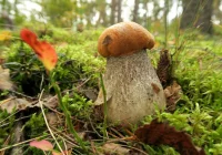 Dobra pogoda dla grzybiarzy w Beskidach - zdjęcie główne