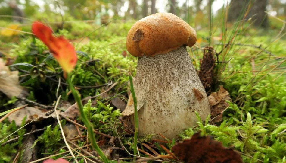 Dobra pogoda dla grzybiarzy w Beskidach - zdjęcie 1