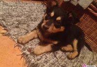 Szukamy właściciela psa - zdjęcie główne