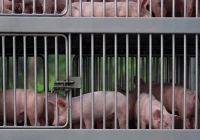 ASF: zagrożeniem m.in. nielegalny handel - zdjęcie główne