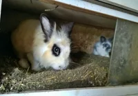 Zwierzęta odebrano, zawiadomiono policję - zdjęcie główne