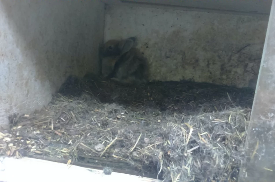 Zwierzęta odebrano, zawiadomiono policję - zdjęcie 2