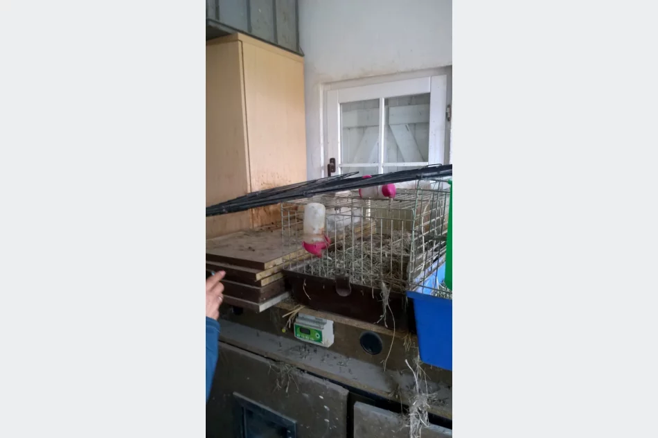 Zwierzęta odebrano, zawiadomiono policję - zdjęcie 3