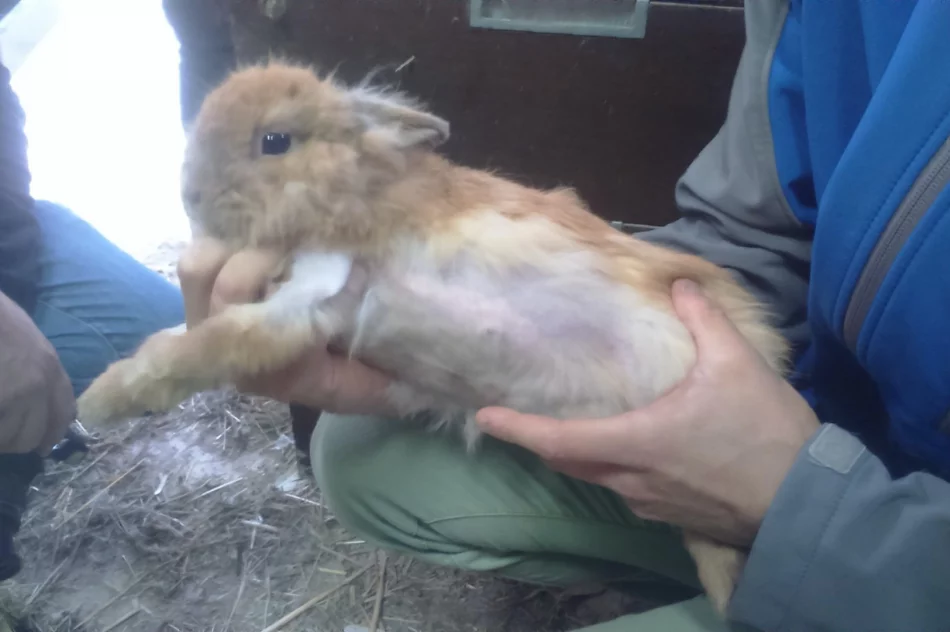 Zwierzęta odebrano, zawiadomiono policję - zdjęcie 4