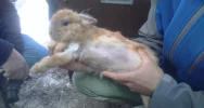 Zwierzęta odebrano, zawiadomiono policję - zdjęcie 4