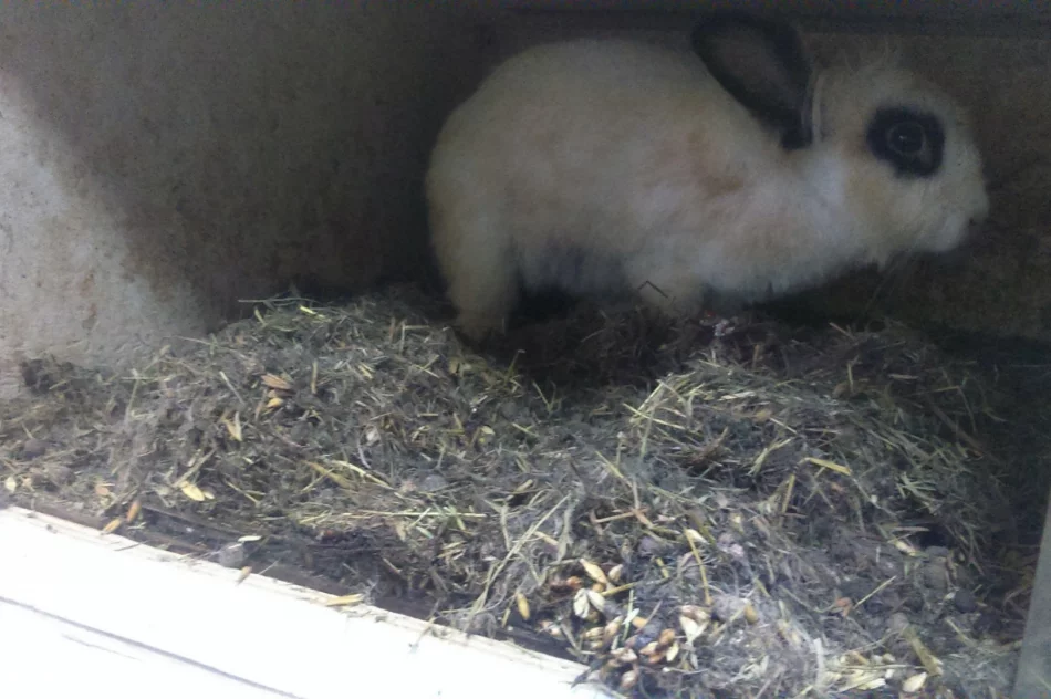 Zwierzęta odebrano, zawiadomiono policję - zdjęcie 6