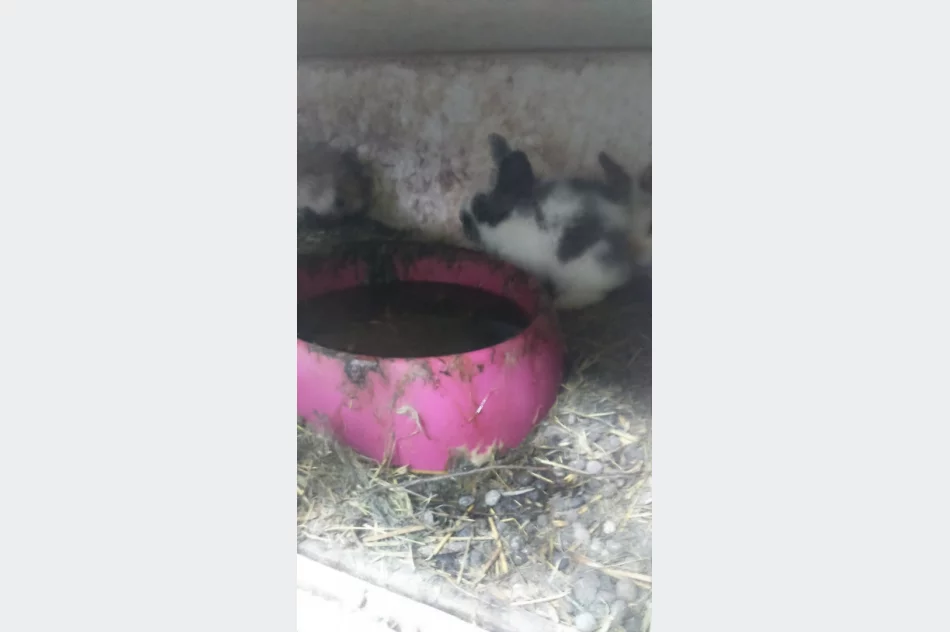 Zwierzęta odebrano, zawiadomiono policję - zdjęcie 7