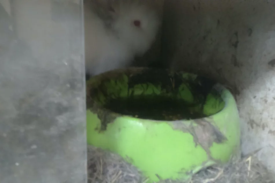 Zwierzęta odebrano, zawiadomiono policję - zdjęcie 8