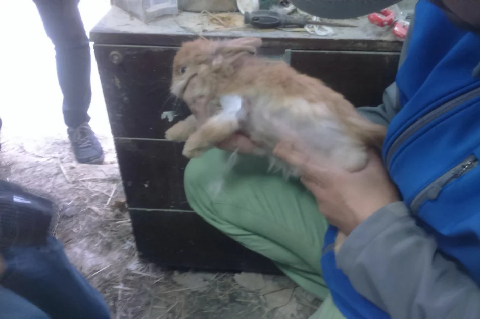 Zwierzęta odebrano, zawiadomiono policję - zdjęcie 9