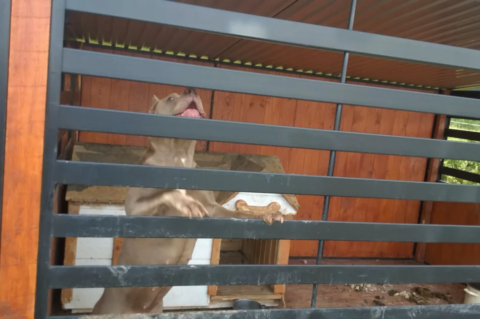 Zwierzęta odebrano, zawiadomiono policję - zdjęcie 10