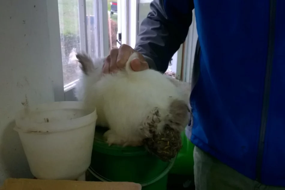 Zwierzęta odebrano, zawiadomiono policję - zdjęcie 11