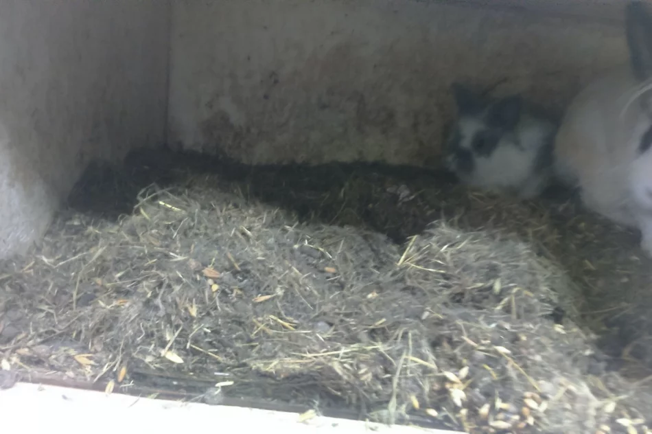 Zwierzęta odebrano, zawiadomiono policję - zdjęcie 12