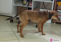 Szukamy właściciela psa - zdjęcie główne