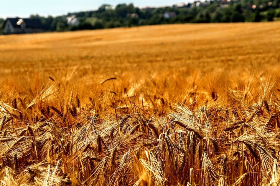 Od ziarnka do garnka - zdjęcie 11