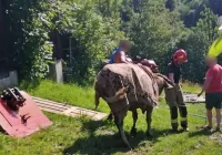 Krowa wpadła do szamba. Uratowali ją strażacy - zdjęcie główne