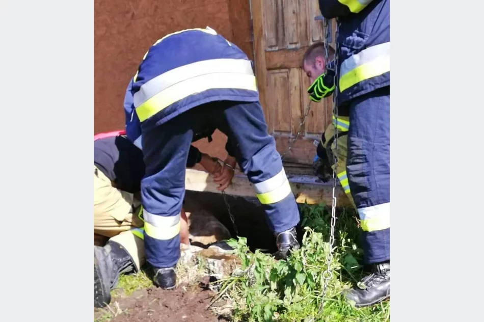 Krowa wpadła do szamba. Uratowali ją strażacy - zdjęcie 2