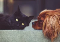 Urząd zapłaci za sterylizację zwierząt - zdjęcie główne