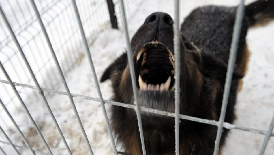 "Pogryzienia ludzi przez psy zdarzają się często" - zdjęcie 1