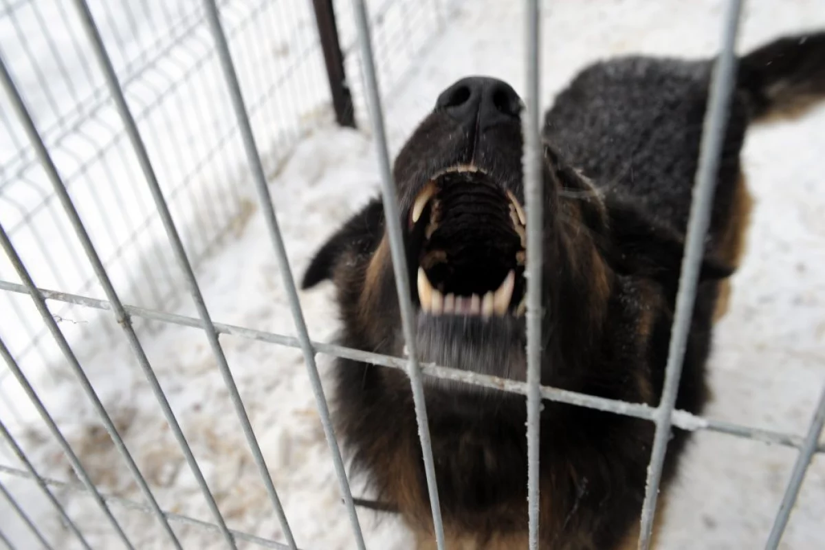 "Pogryzienia ludzi przez psy zdarzają się często"