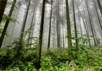 Nadleśnictwo chce kupić lasy lub grunt do zalesiania - zdjęcie główne