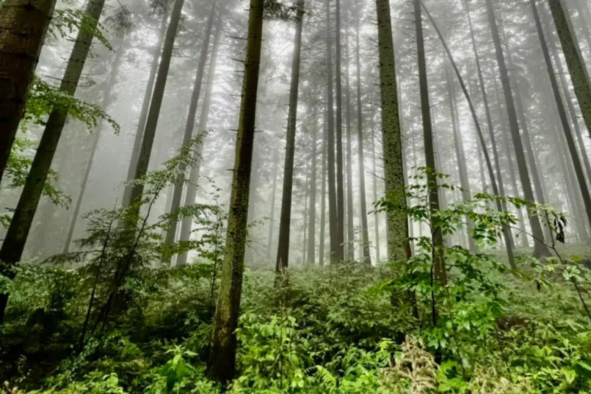 Nadleśnictwo chce kupić lasy lub grunt do zalesiania