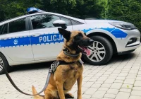 Policyjny pies na spacerze... znalazł marihuanę - zdjęcie główne