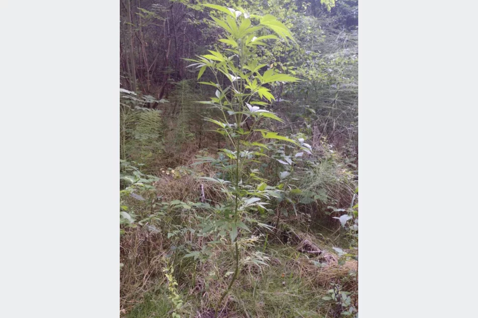 Policyjny pies na spacerze... znalazł marihuanę - zdjęcie 2