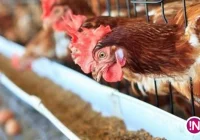 Pismo Powiatowego Lekarza Weterynarii w sprawie spisu drobiu - zdjęcie główne