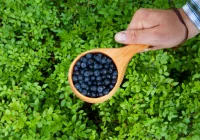 Lato to czas borówki - dowiedz się, dlaczego - zdjęcie główne