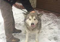 Szukamy właściciela psa - zdjęcie główne