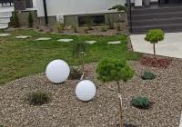 Ukradł ozdobne drzewka, wyrywając je z korzeniami - zdjęcie główne