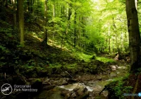 Remonty na szlakach parku - zdjęcie główne