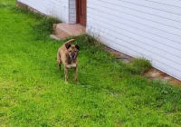 Poszukujemy właściciela psa! - zdjęcie główne