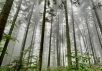 10 ofert sprzedaży działek pod zalesienie - zdjęcie główne