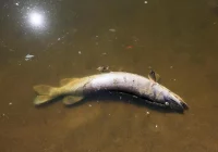 Małopolskie: posiedzenie zespołu zarządzania kryzysowego ws. śniętych ryb - zdjęcie główne