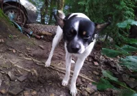 Strażacy wyłowili z rzeki psa - zdjęcie główne