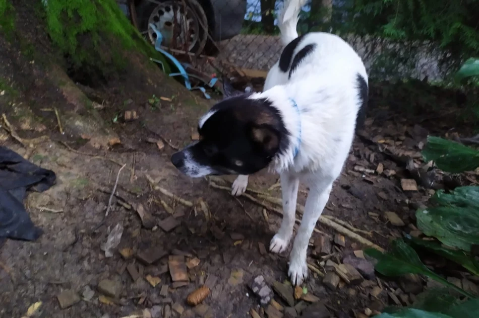 Strażacy wyłowili z rzeki psa - zdjęcie 2