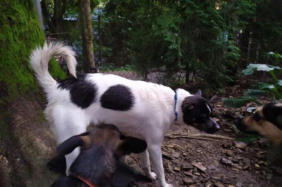 Strażacy wyłowili z rzeki psa - zdjęcie 3