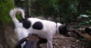 Strażacy wyłowili z rzeki psa - zdjęcie 3