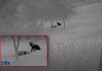 Drapieżnik uśmiercił owcę w Beskidzie Wyspowym (nagranie) - zdjęcie główne