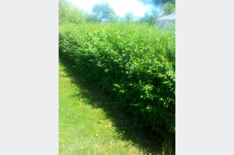 Żywopłot ligustr pospolity sztobry - zdjęcie 1