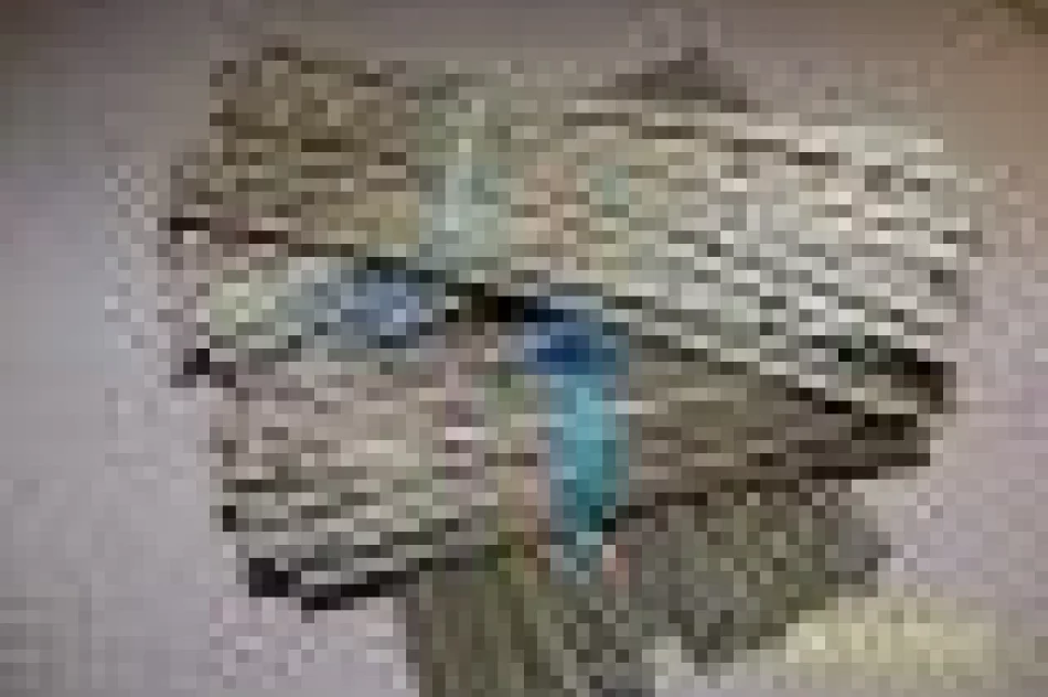 Żywopłot ligustr pospolity sztobry - zdjęcie 2