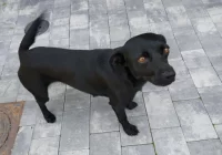 Szukamy właściciela  - zdjęcie główne